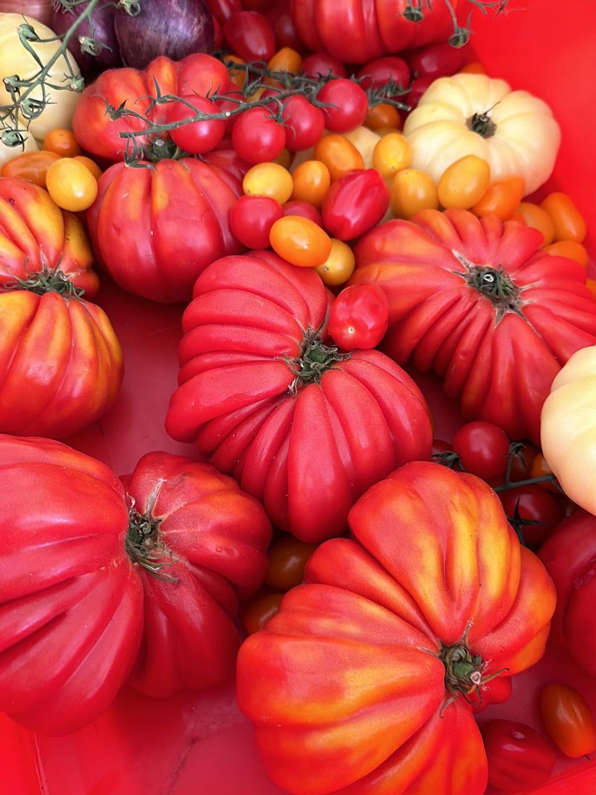 🌿🍅 Joshua’s Salsa – Simply Fresh, Simply Flavorful! 🍅🌿
Made with the ripest heirloom tomatoes, a perfect balance of spices, and a touch of love, this salsa brings the garden to your table. Whether you’re dipping, topping, or enjoying with tacos, every bite bursts with summer flavor! 🌶️✨
Crafted by Joshua’ Catering for those who appreciate the good things in life. 🙌
#JoshuasSalsa #FreshFlavors #CateringByJoshua #TomatoLove #FarmToTable #SalsaPerfection #TastyEats